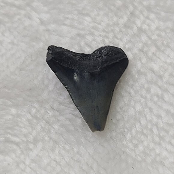 Wooden Tooth Fairy Box Engraved Rockaway Beach Oregon with Shark Tooth Fossil - Picture 10 of 10